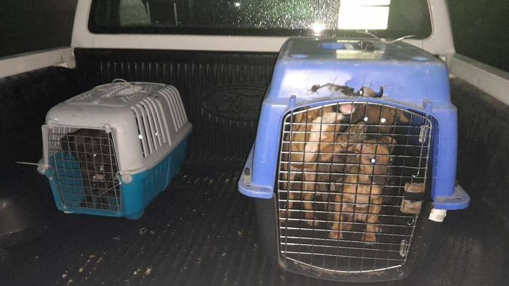Fueron 65 perros de la raza pitbull los que fueron rescatados.