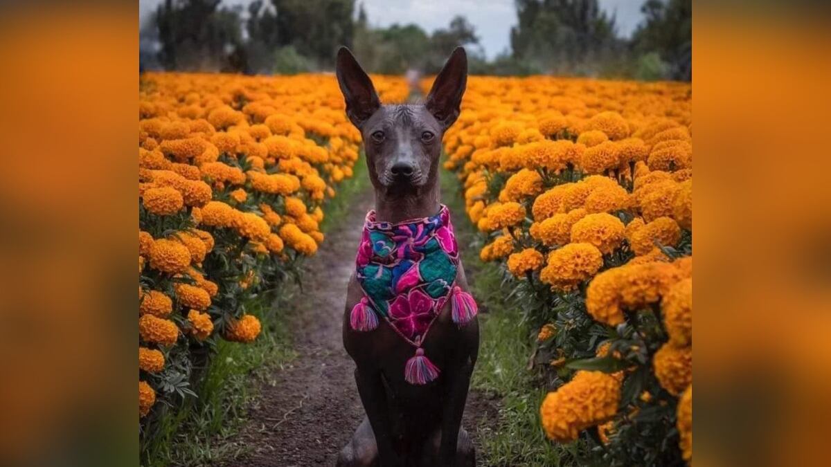 xoloitzcuintle