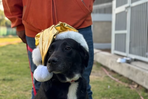 Perritos del Metro CDMX parten rumbo a Belén: canes entregarán cartas a los Reyes Magos