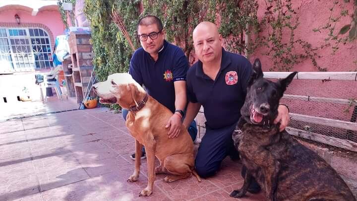 Jubilan a Titán y Akela, perros que rescataron a más de 30 personas en sismo de 2017.