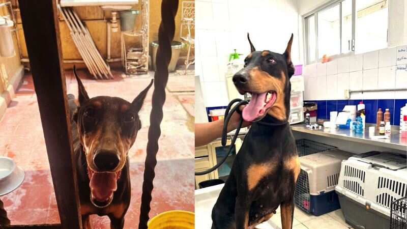 Acusan a Lía Limón por permitir maltrato de perra en Chimalistac