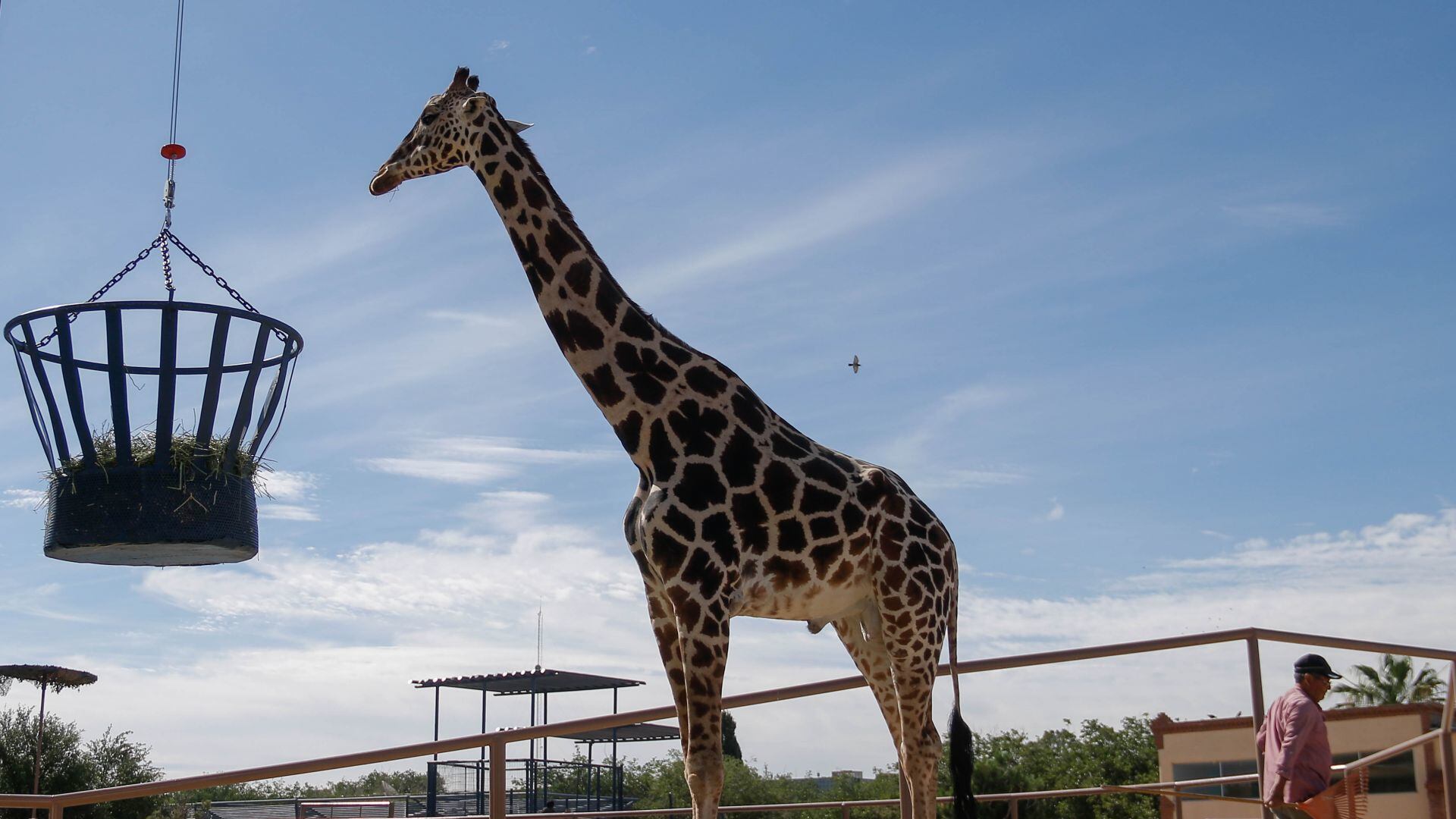 Profepa analiza cuál sería futuro de jirafa Benito en Ciudad Juárez
