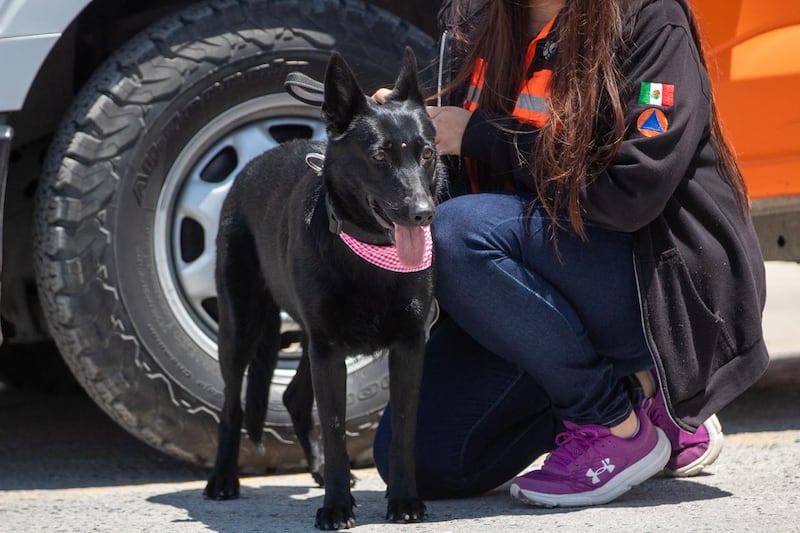 Más binomios caninos de Nuevo León se unen a los trabajos en Texas.