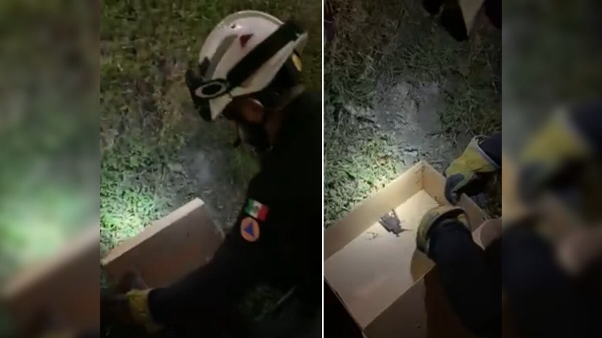 Parques y Vida Silvestre tendrá que hacerse cargo del muricélago.