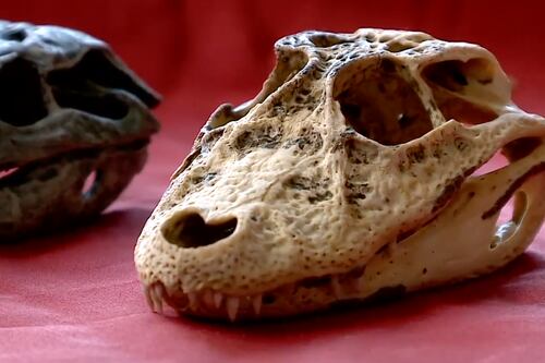 Científicos descubren fósiles de 148 millones de años del “abuelo” de los cocodrilos