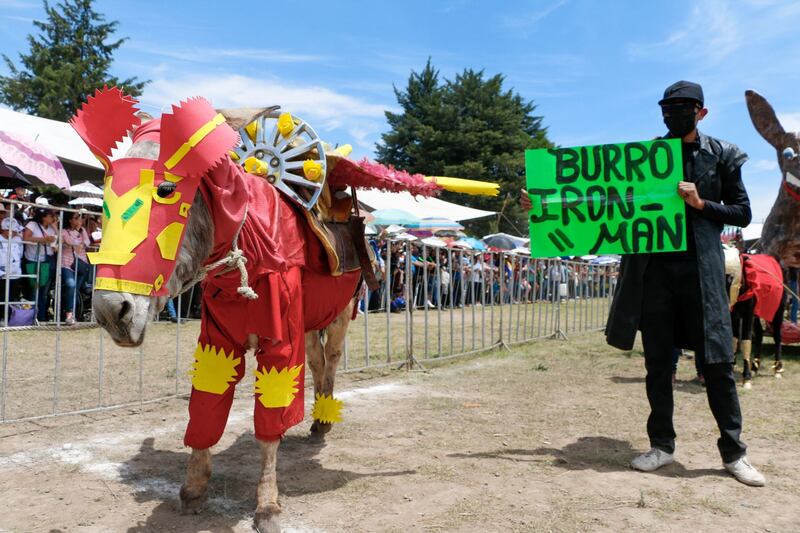 Concurso nacional de burros adornados en Otumba