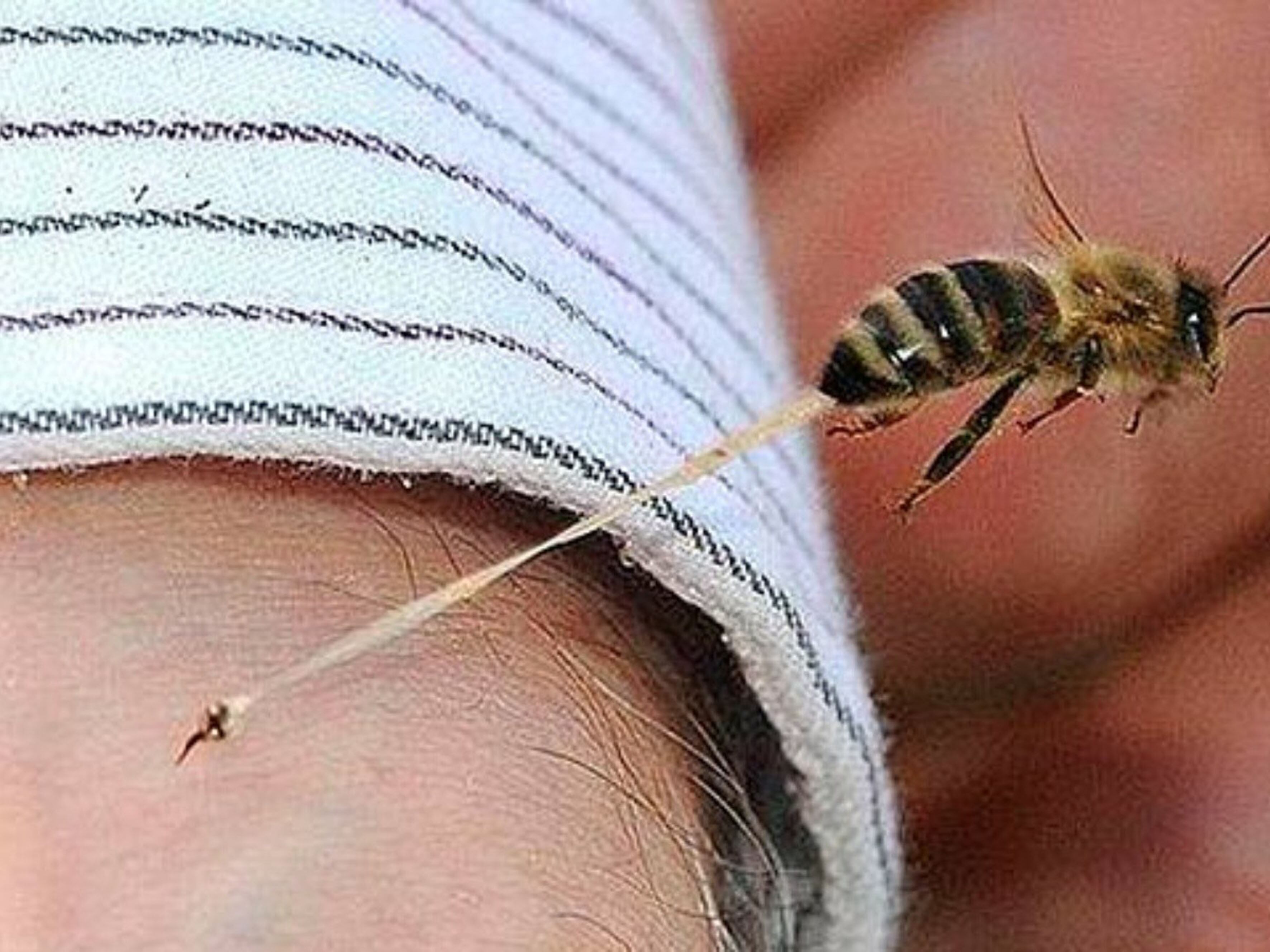 Ataque de abejas en panteón deja al menos 10 heridos en pleno Día del Padre