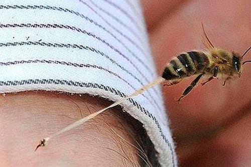 Ataque de abejas en panteón deja al menos 10 heridos en pleno Día del Padre