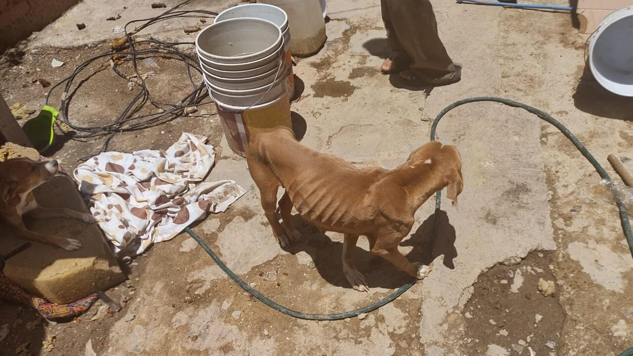 “Son seres sintientes”; se lanzan en León con multas de miles contra maltratadores de animales.