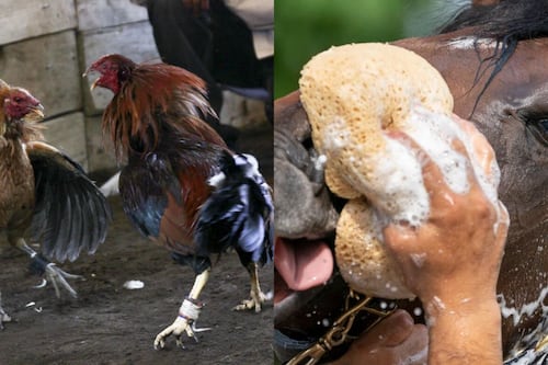 ¡Adiós a los palenques! Cancelan peleas de gallos y carreras de caballos en Chihuahua