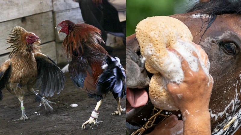 ¡Adiós a los palenques! Cancelan peleas de gallos y carreras de ...