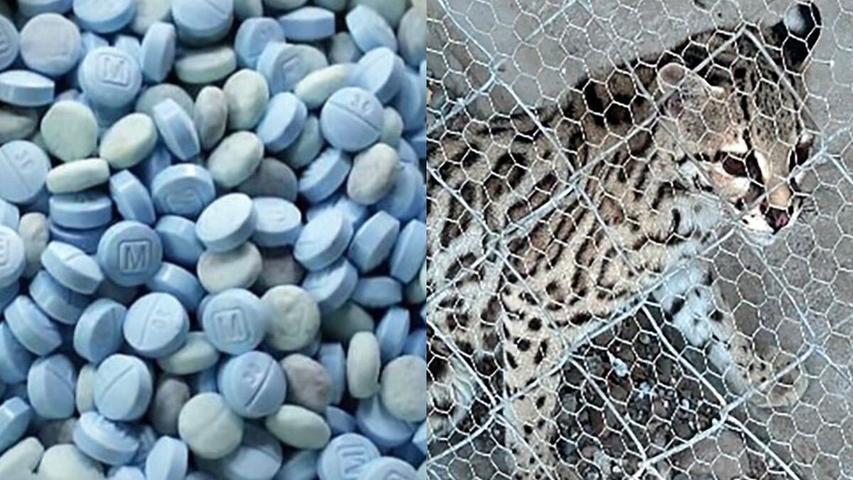 Media tonelada de metanfetaminas y un leopardo fueron asegurados en Sinaloa