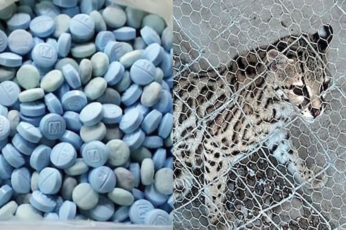 Media tonelada de metanfetaminas y un leopardo fueron asegurados en Sinaloa