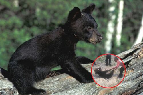 Profepa presenta denuncia penal por asfixia a osezno en Coahuila