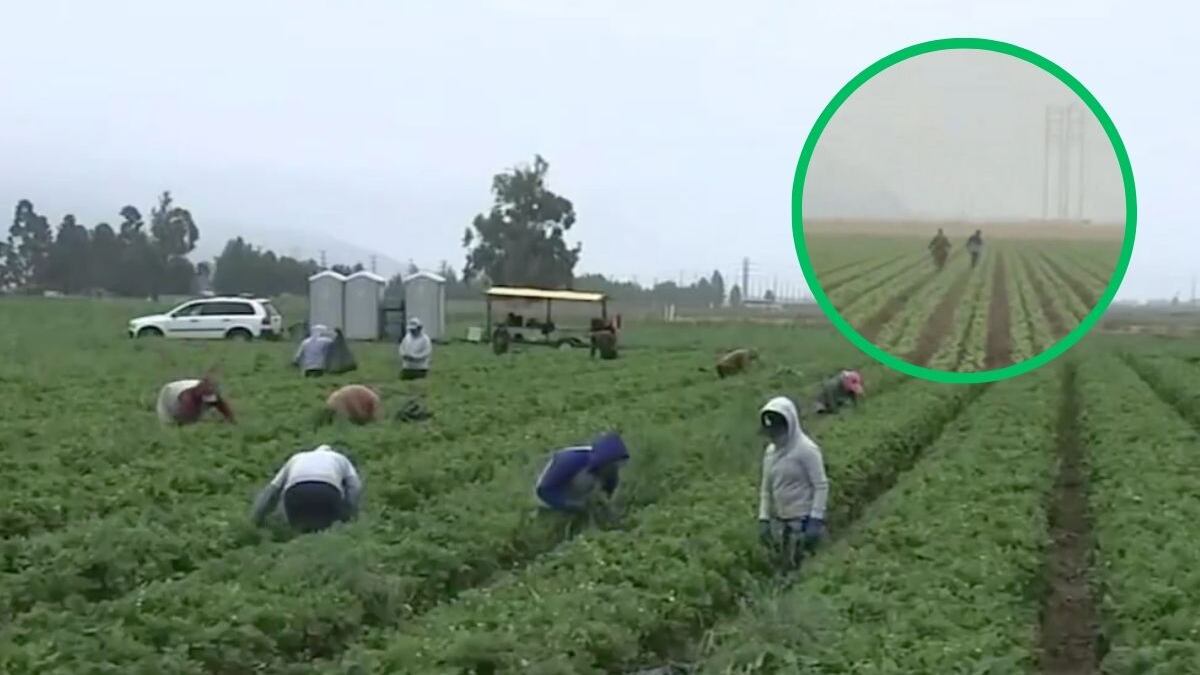 Video: ICE caza migrantes en granjas de California; escenas desgarradoras de EE. UU.