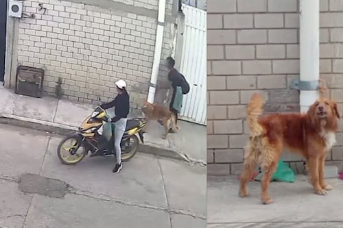 ¡Lo amarraron a un poste! Pareja abandona a perrito en calles de Puebla