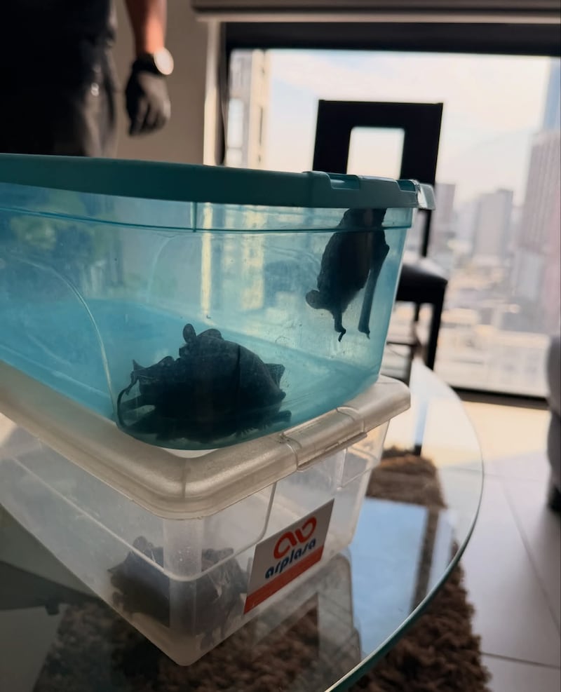 Se entregaron a Parques y Vida Silvestre para su liberación.