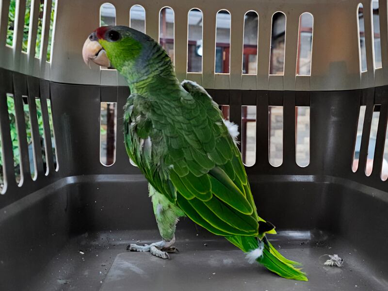 ¿Qué pasó con los animales rescatados tras operativos contra huachicol en Edomex y Querétaro?