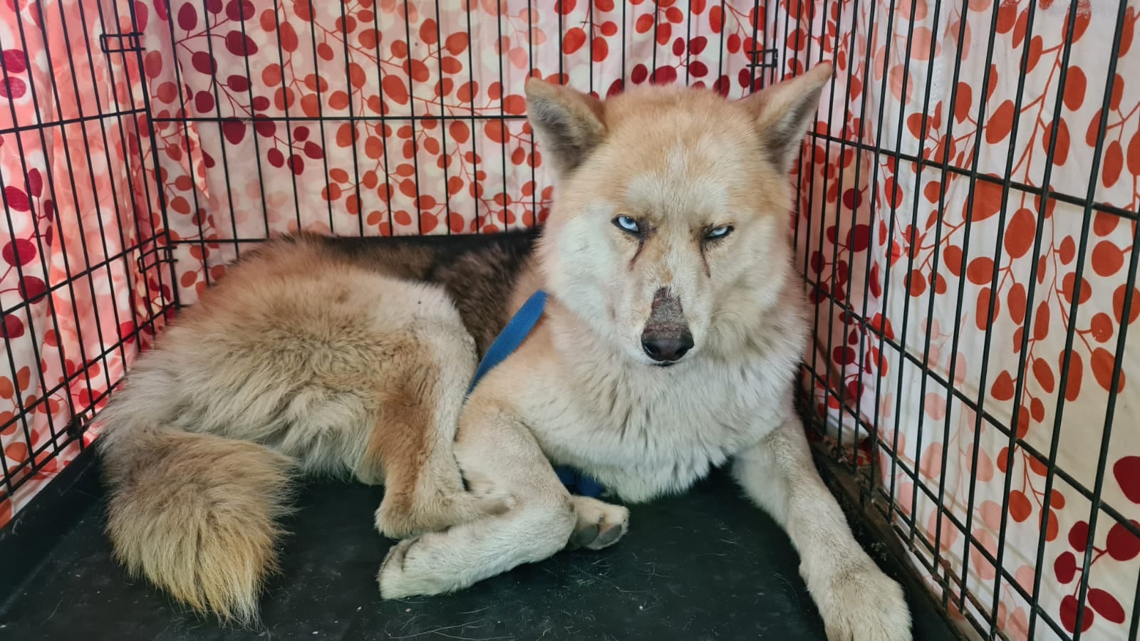 Rescatan a perro que cayó en registro de la estación Múzquiz