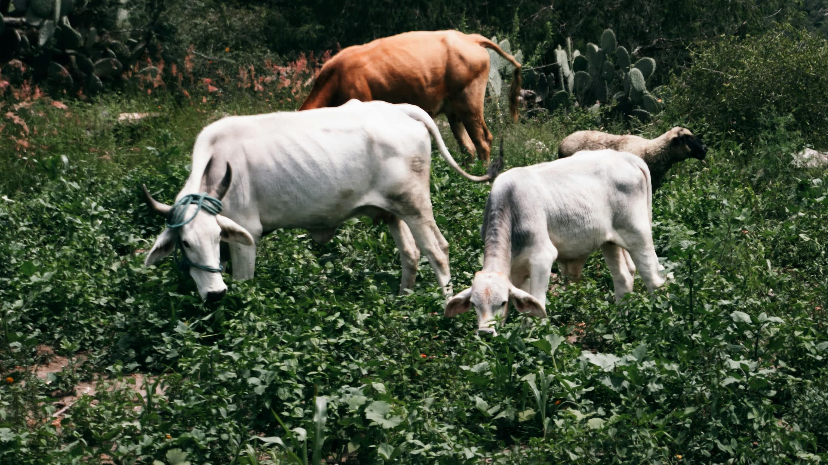 Gusano barrenador golpea producción de carne en Querétaro