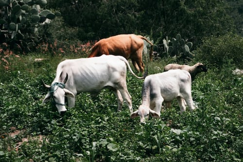 Golpea gusano barrenador a productores de carne bovina