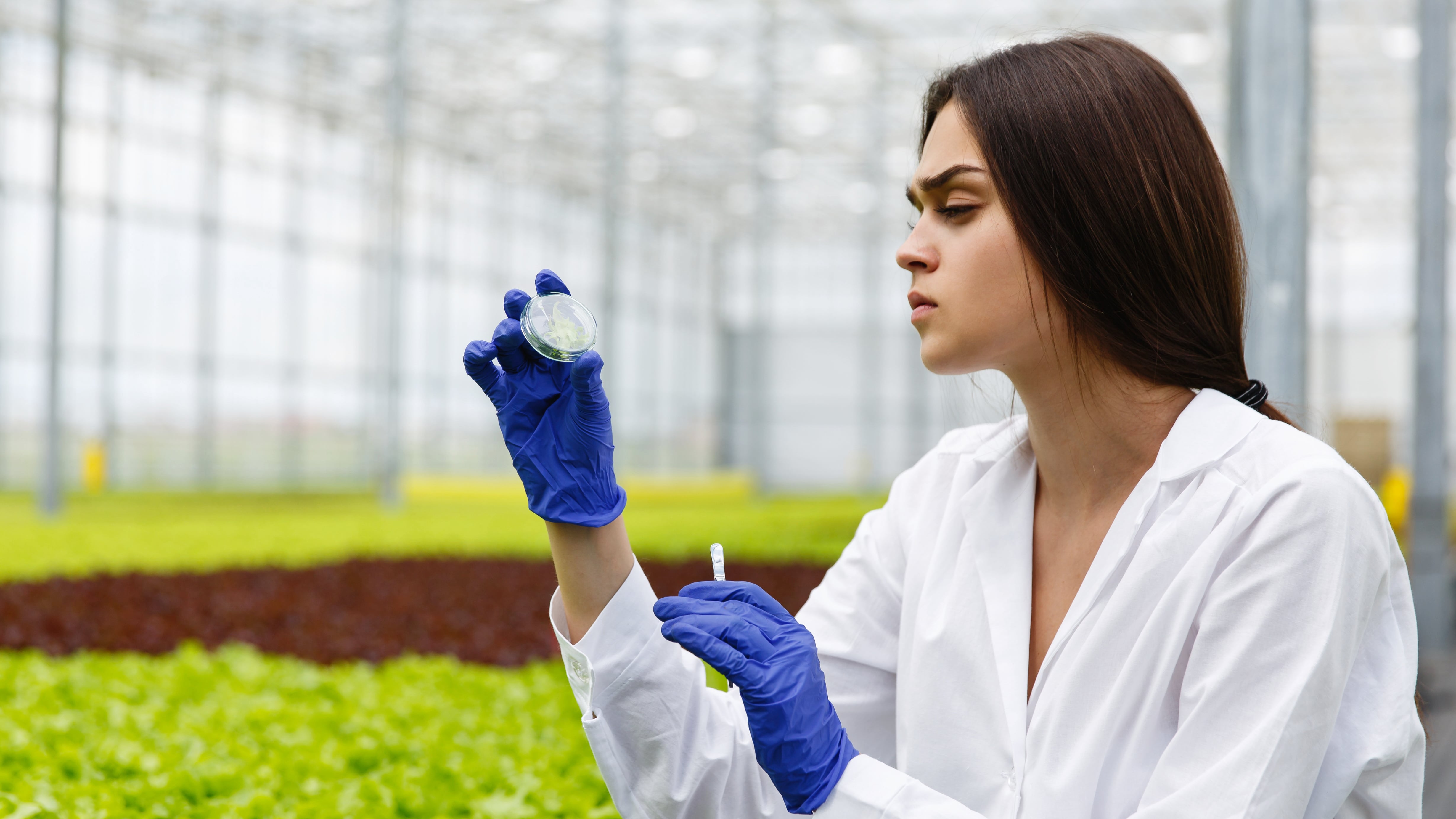 Nanotecnología agrícola: el proyecto mexicano que busca transformar el campo