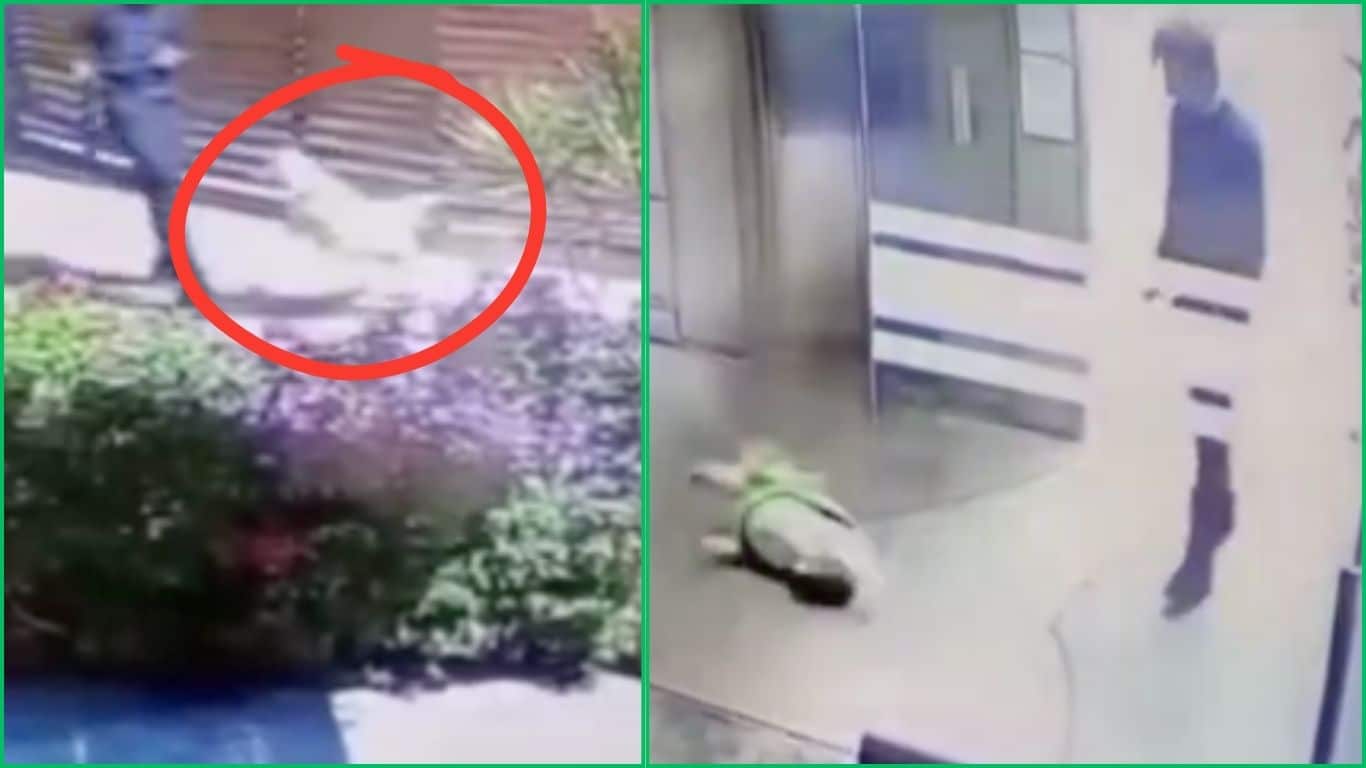 Piden encarcelar al médico que golpeó al perrito