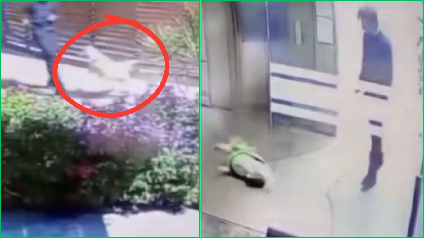 Piden encarcelar al médico que golpeó al perrito