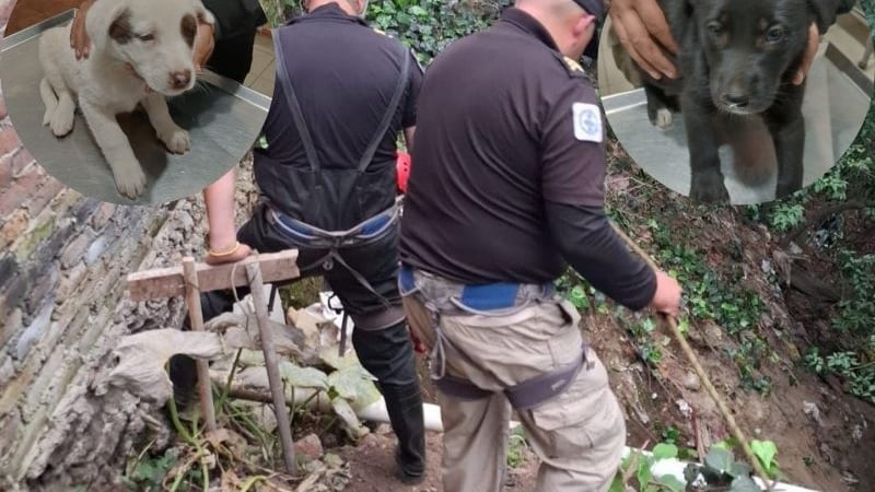 Rescatan a dos perritos atrapados en barranca de la Álvaro Obregón