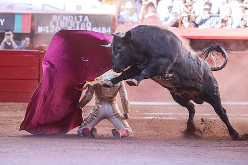 Toreando la discusión: PVEM insta al debate sobre la prohibición de corridas de toros en la CDMX