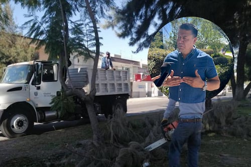 Zapopan atenderá hasta siete mil árboles previo al temporal de lluvias
