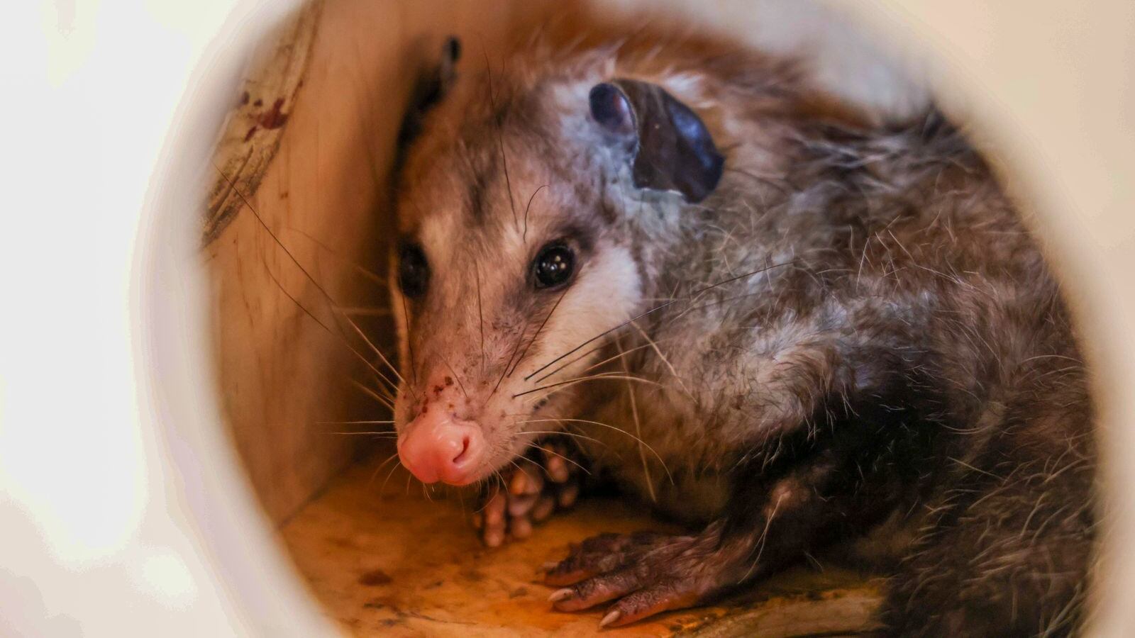 El tlacuache es una especie protegida por leyes estatales y federales.