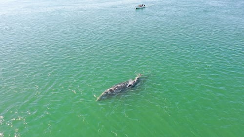 Comienza temporada de avistamiento de ballenas grises en santuarios de Baja California