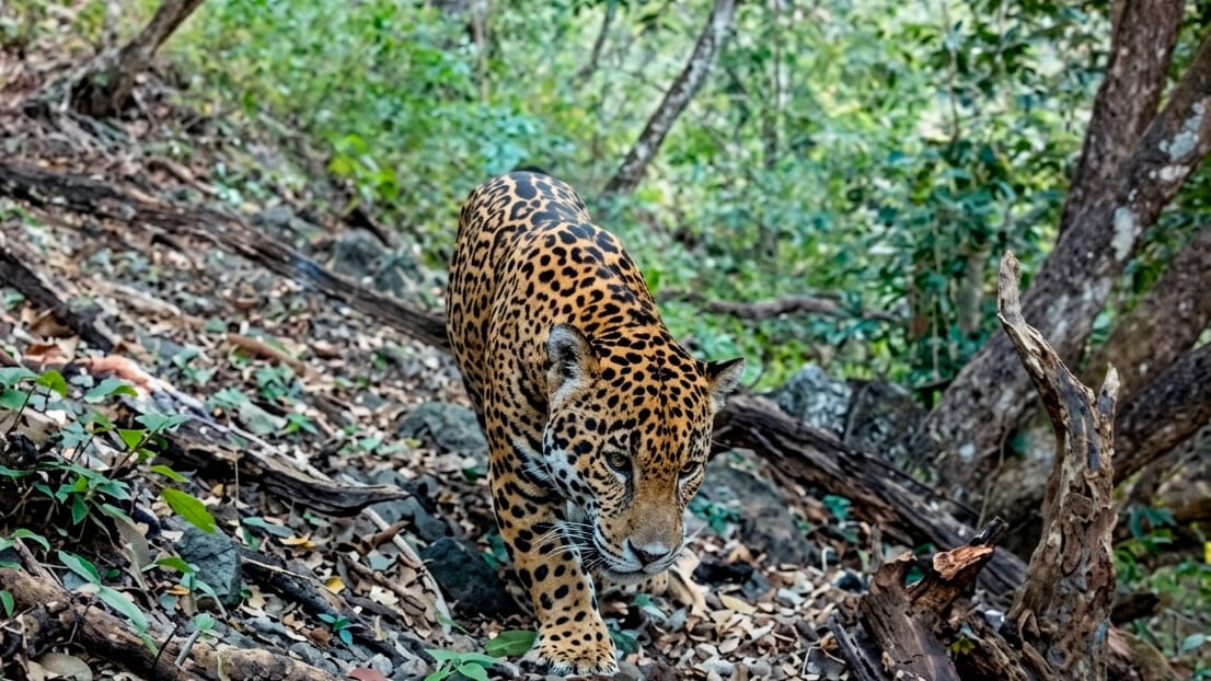 Fototrampeo confirma primer registro de jaguar en la Sierra Gorda de Guanajuato, donde ya habitan las seis especies de felinos de México.