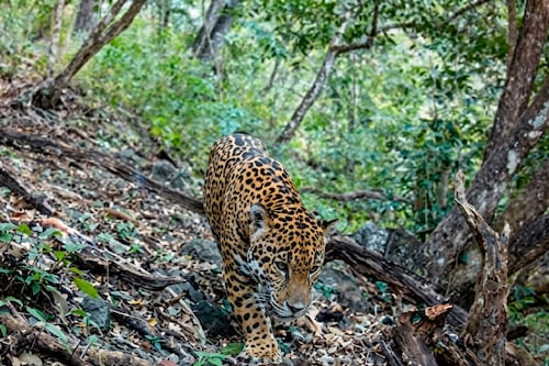 Capturan en fotografía al primer jaguar en Guanajuato; el estado reúne ya a los seis felinos del país