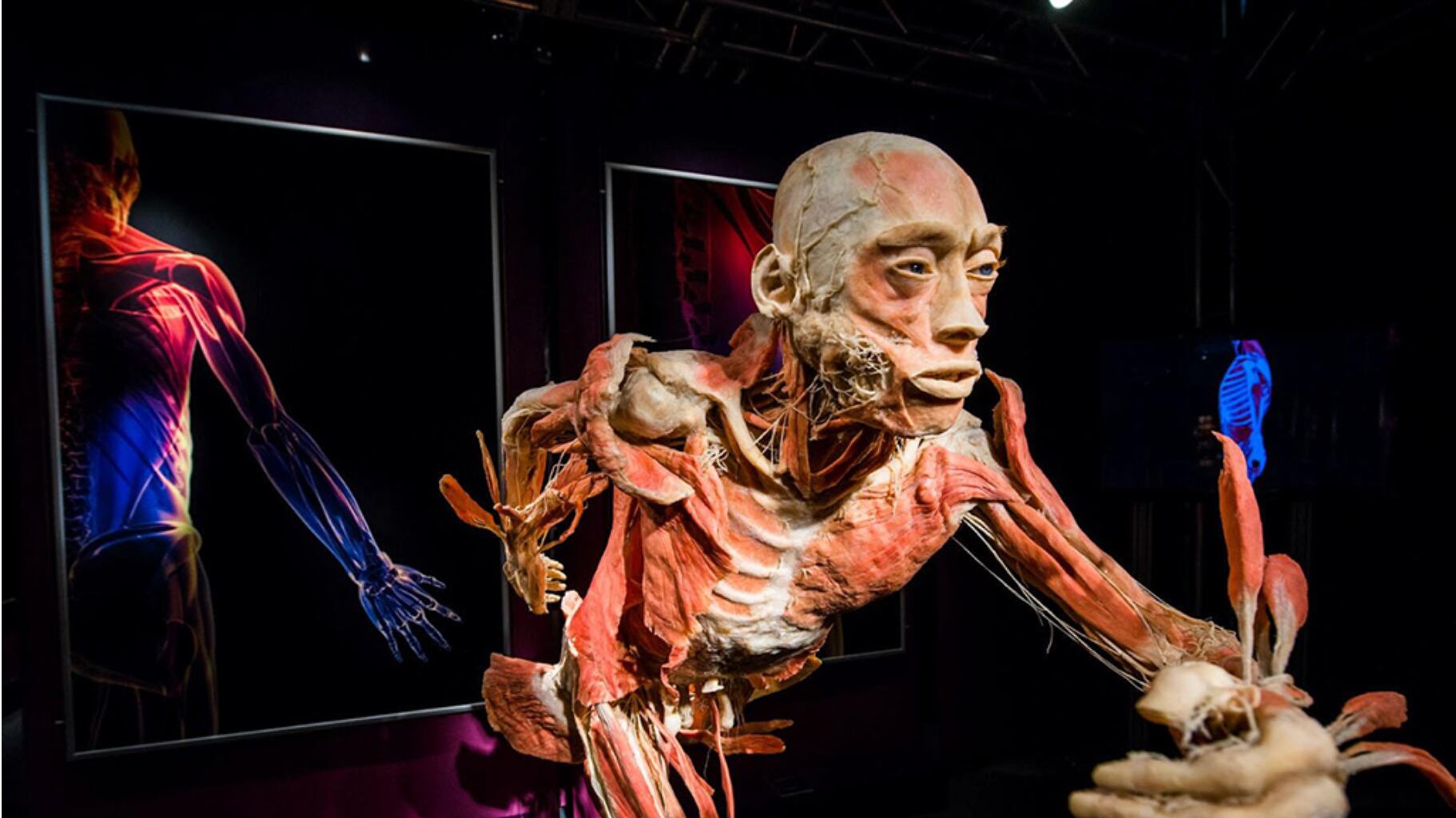 Our Body: El Universo dentro