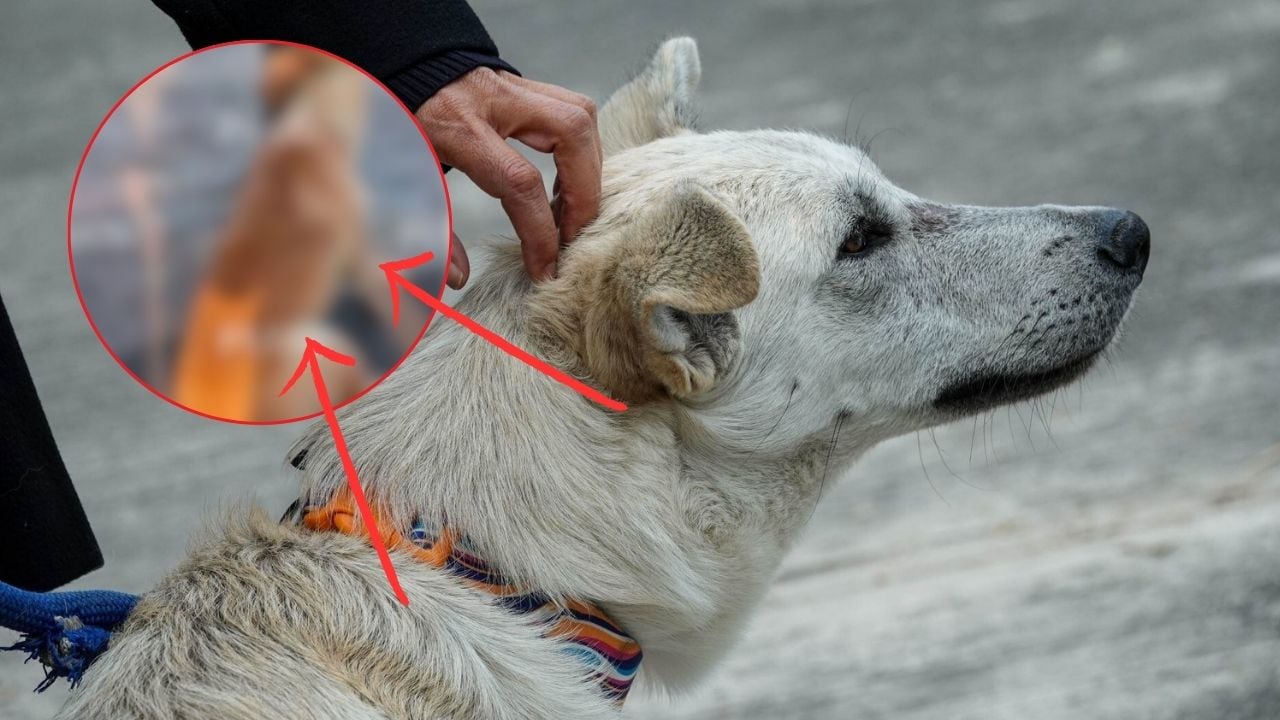 Perros peregrinos maltratados