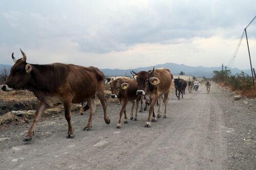 Sequía hace peligrar 15% del hato de reses de Nuevo León