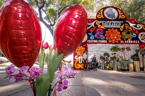 Celebra el Día del Amor y la Amistad en el Festival de Flores de Orquídeas 