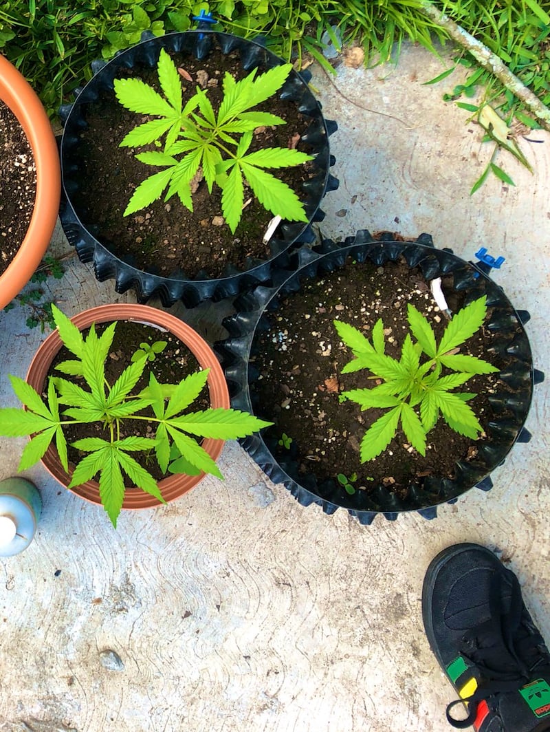 Cannabis autoconsumo