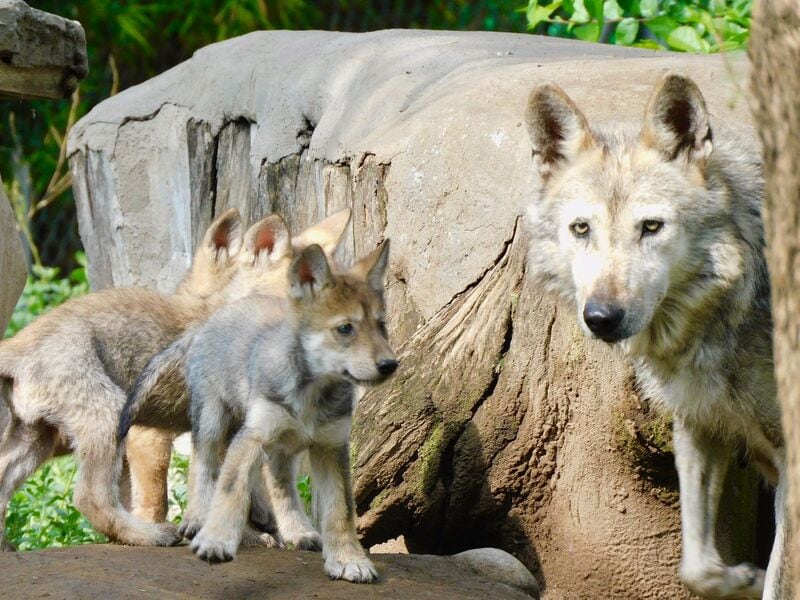 Nacen 4 lobos mexicanos en el Zoológico de San Juan de Aragón de la CDMX
