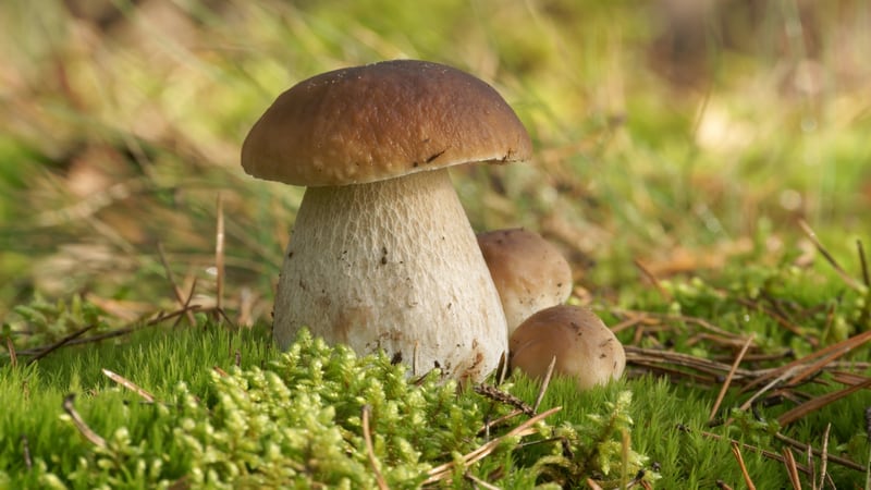 Feria de hongos Dónde Ir