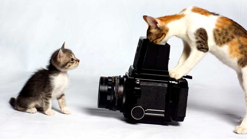 Fotos de gatos realme