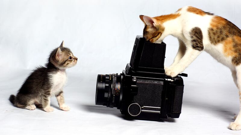 Fotos de gatos realme