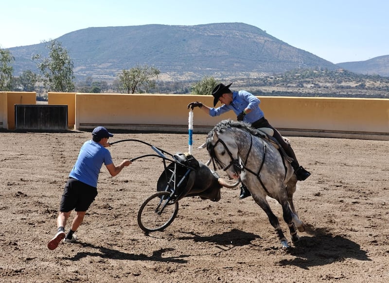 El heredero de una de las dinastías más importantes del rejoneo mundial, Guillermo Hermoso de Mendoza,  nos recibe en su rancho de San Miguel de Allende, donde entrena junto a sus caballos para su próxima corrida en la Monumental Plaza México
