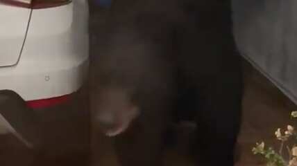 Aparentemente el animal se siente en casa y nada lo perturba mientras camina por el área.