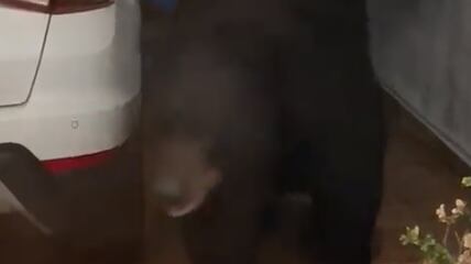 Aparentemente el animal se siente en casa y nada lo perturba mientras camina por el área.