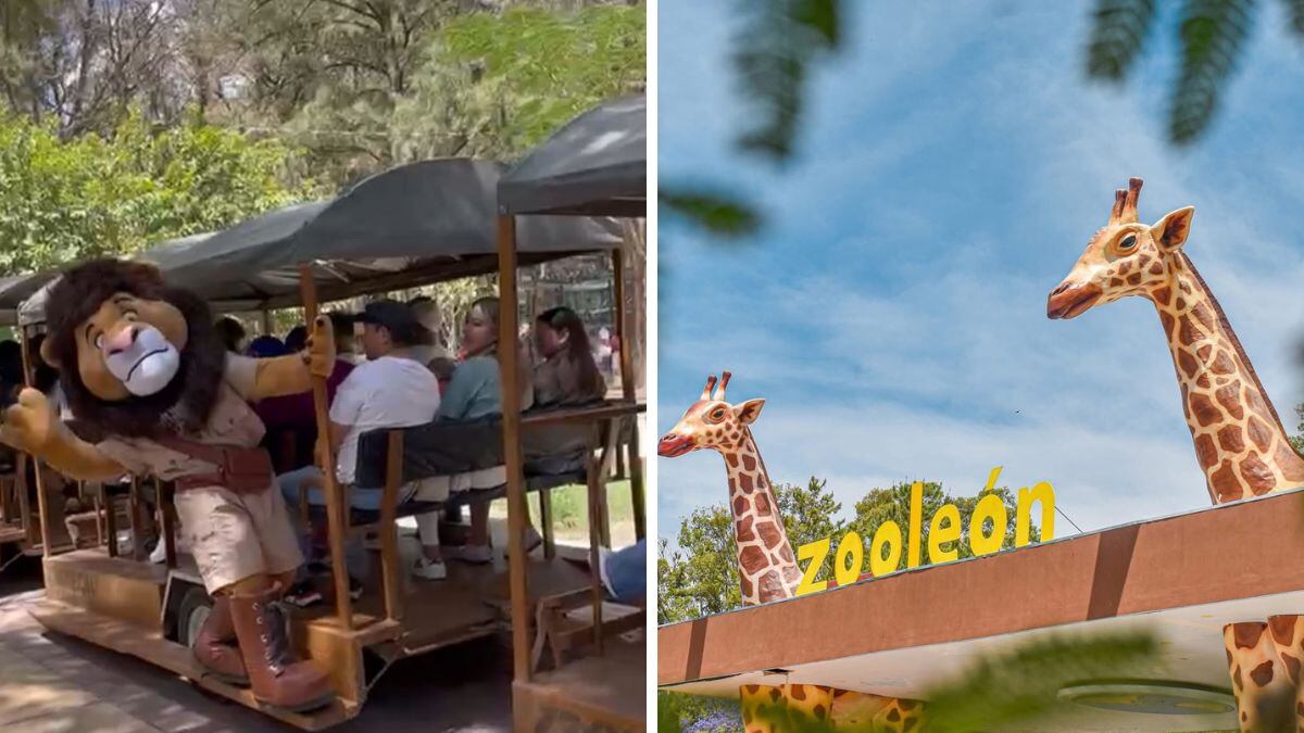 Familias podrán disfrutar de espectáculos, recorridos con animales y actividades culturales durante el Zoo Festival en León.