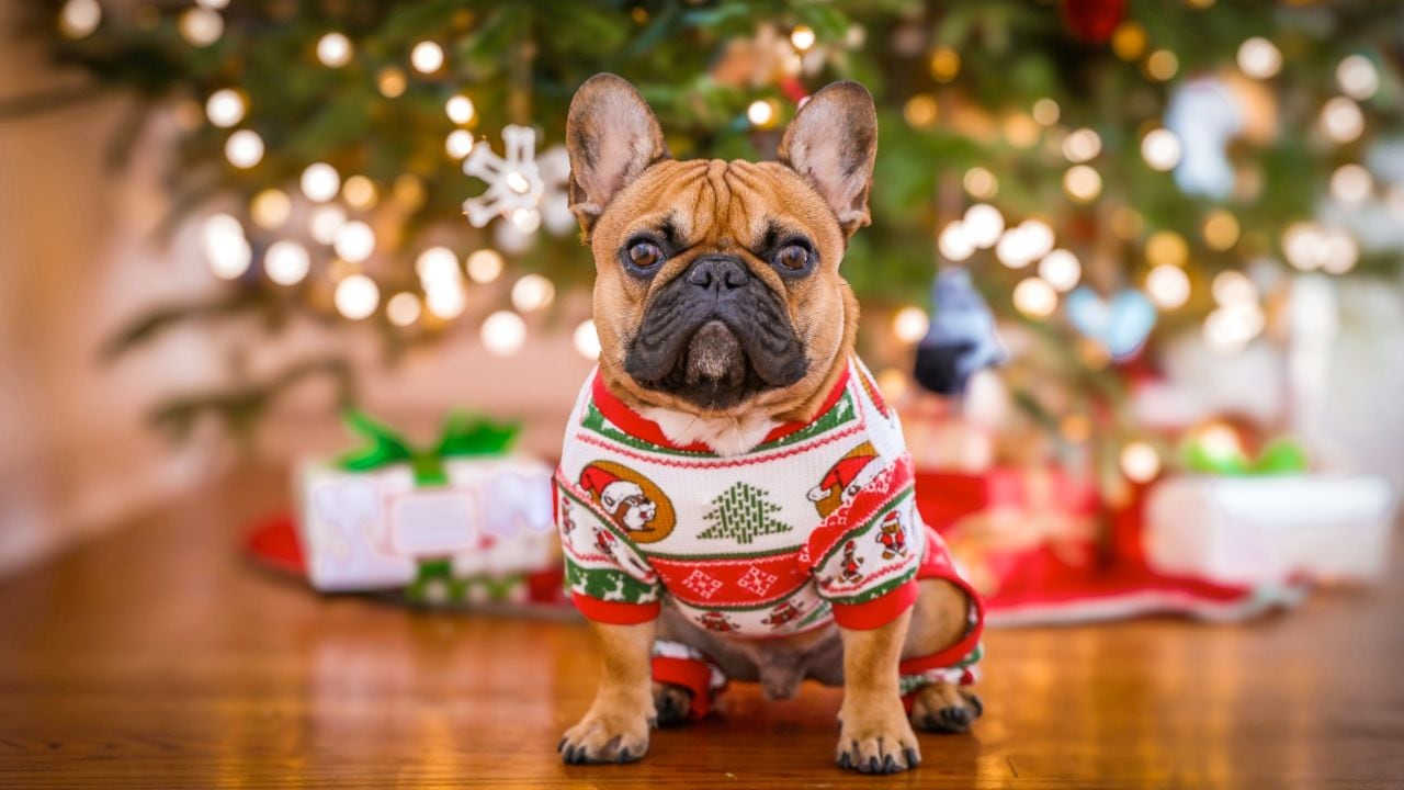 Los mejores descuentos para tus mascotas este 'Buen Fin'