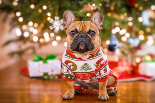 ¡Alerta de estilo! Tus besties peludos son los nuevos protagonistas de la moda este ‘Buen Fin’